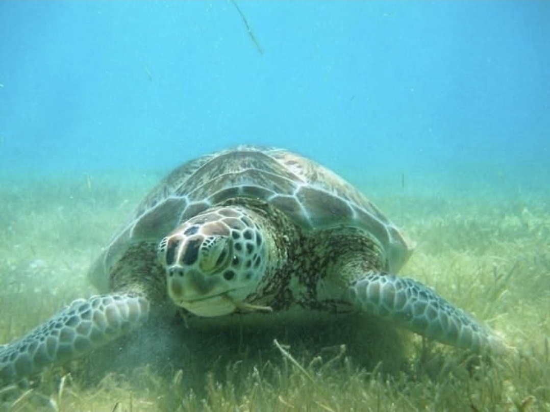 sea turtle just snorkel puerto morelos
